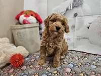 AKC Sherwin, a male Poodle - Miniature  for sale in Lebanon, MO – Photo 10 of 10