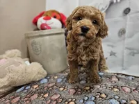 AKC Sherwin, a male Poodle - Miniature  for sale in Lebanon, MO – Photo 1 of 10