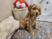 AKC Sherwin, a male Poodle - Miniature  for sale in Lebanon, MO – Photo 3 of 10