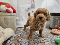 AKC Sherwin, a male Poodle - Miniature  for sale in Lebanon, MO – Photo 2 of 10