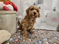 AKC Sherwin, a male Poodle - Miniature  for sale in Lebanon, MO – Photo 4 of 10