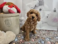 AKC Sherwin, a male Poodle - Miniature  for sale in Lebanon, MO – Photo 6 of 10
