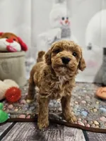 AKC Sherwin, a male Poodle - Miniature  for sale in Lebanon, MO – Photo 9 of 10