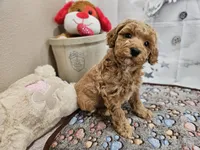 AKC Sherwin, a male Poodle - Miniature  for sale in Lebanon, MO – Photo 5 of 10