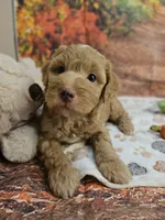 Samuel, a male Aussiedoodle for sale in Lebanon, MO – 5 of 10