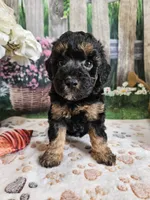 Elsa, a female Cavapoo for sale in Lebanon, MO – 6 of 9