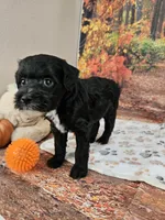 Sal, a male Aussiedoodle for sale in Lebanon, MO – 3 of 10