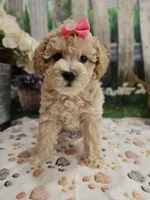 AKC - Hannah, a female Poodle - Miniature  for sale in Lebanon, MO – 6 of 10