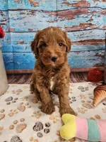 Wren, a male Aussiedoodle for sale in Lebanon, MO – Photo 8 of 10