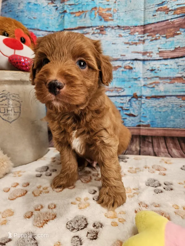 Wren – Aussiedoodle puppy for sale in Lebanon, MO