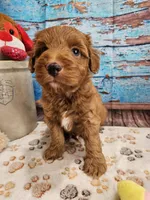 Wren, a male Aussiedoodle for sale in Lebanon, MO – Photo 4 of 10