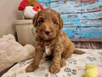 Wren, a male Aussiedoodle for sale in Lebanon, MO – Photo 2 of 10