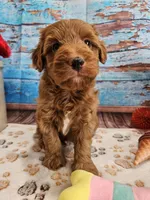 Wren, a male Aussiedoodle for sale in Lebanon, MO – Photo 5 of 10