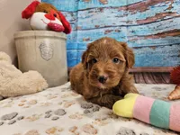 Wren, a male Aussiedoodle for sale in Lebanon, MO – Photo 6 of 10