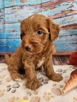 Wren, a male Aussiedoodle for sale in Lebanon, MO – Photo 3 of 10