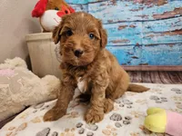 Wren, a male Aussiedoodle for sale in Lebanon, MO – Photo 9 of 10