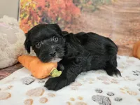 Sal, a male Aussiedoodle for sale in Lebanon, MO – 9 of 10
