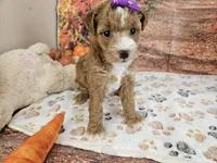 Sasha, a female Aussiedoodle for sale in Lebanon, MO – 3 of 10