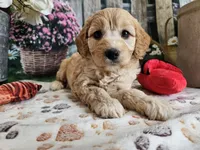 Esther, a female Cavapoo for sale in Lebanon, MO – 4 of 10
