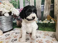 Elias, a male Cavapoo for sale in Lebanon, MO – 8 of 9