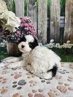 Ellie, a female Cavapoo for sale in Lebanon, MO – 2 of 10