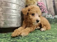 AKC - Heidi, a female Poodle - Miniature  for sale in Lebanon, MO – 5 of 9