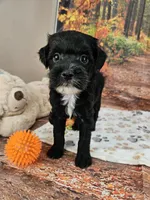 Sal, a male Aussiedoodle for sale in Lebanon, MO – 4 of 10
