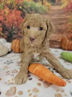 Samuel, a male Aussiedoodle for sale in Lebanon, MO – 10 of 10