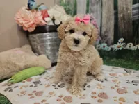 AKC - Hannah, a female Poodle - Miniature  for sale in Lebanon, MO – 9 of 10