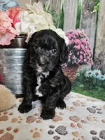 Elmer, a male Cavapoo for sale in Lebanon, MO – 6 of 10