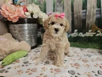 AKC - Hannah, a female Poodle - Miniature  for sale in Lebanon, MO – 4 of 10