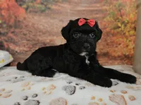 Sadie, a female Aussiedoodle for sale in Lebanon, MO – 8 of 9