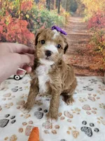 Sasha, a female Aussiedoodle for sale in Lebanon, MO – 7 of 10