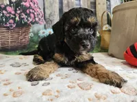 Elsa, a female Cavapoo for sale in Lebanon, MO – 8 of 9
