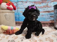 Wendi, a female Aussiedoodle for sale in Lebanon, MO – Photo 9 of 10