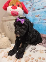 Wendi, a female Aussiedoodle for sale in Lebanon, MO – Photo 10 of 10