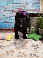 Wendi, a female Aussiedoodle for sale in Lebanon, MO – Photo 3 of 10