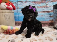 Wendi, a female Aussiedoodle for sale in Lebanon, MO – Photo 4 of 10