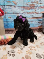 Wendi, a female Aussiedoodle for sale in Lebanon, MO – Photo 5 of 10