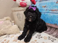 Wendi, a female Aussiedoodle for sale in Lebanon, MO – Photo 7 of 10