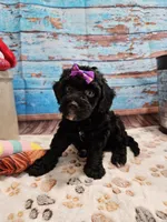 Wendi, a female Aussiedoodle for sale in Lebanon, MO – Photo 1 of 10