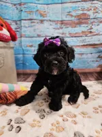 Wendi, a female Aussiedoodle for sale in Lebanon, MO – Photo 2 of 10