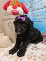 Wendi, a female Aussiedoodle for sale in Lebanon, MO – Photo 6 of 10