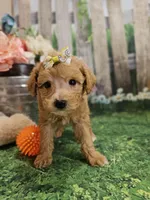 AKC - Heidi, a female Poodle - Miniature  for sale in Lebanon, MO – 8 of 9