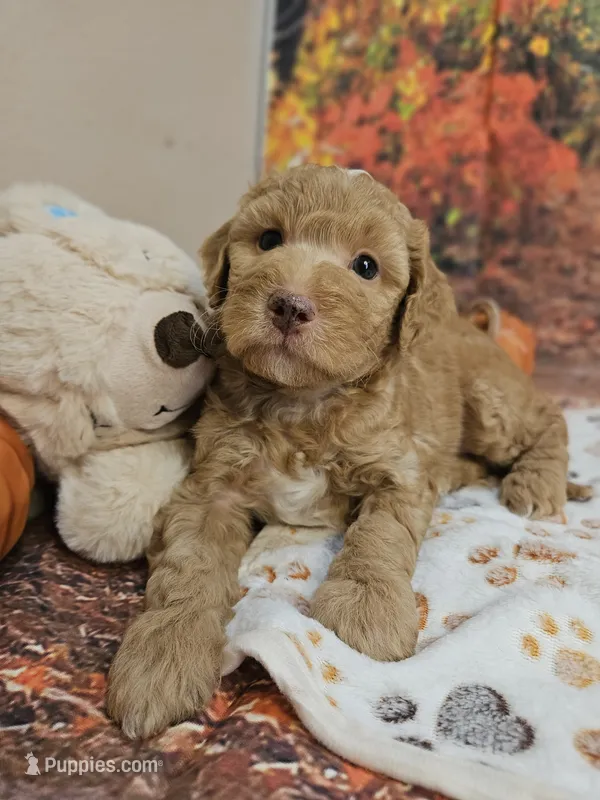Samuel – Aussiedoodle puppy for sale in Lebanon, MO
