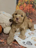 Samuel, a male Aussiedoodle for sale in Lebanon, MO – 1 of 10