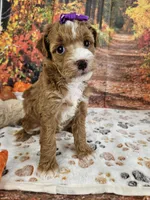 Sasha, a female Aussiedoodle for sale in Lebanon, MO – 2 of 10