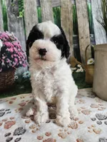 Ellie, a female Cavapoo for sale in Lebanon, MO – 8 of 10
