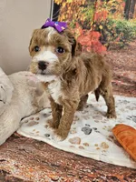 Sasha, a female Aussiedoodle for sale in Lebanon, MO – 4 of 10