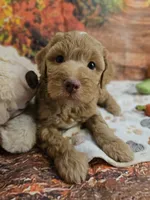 Samuel, a male Aussiedoodle for sale in Lebanon, MO – 7 of 10